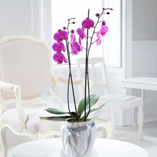 Gift Wrapped Pink Phalaenopsis Orchid