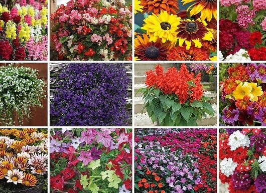 Mixed Flowering Summer Bedding Plug Plants - Up to 120-Plants!