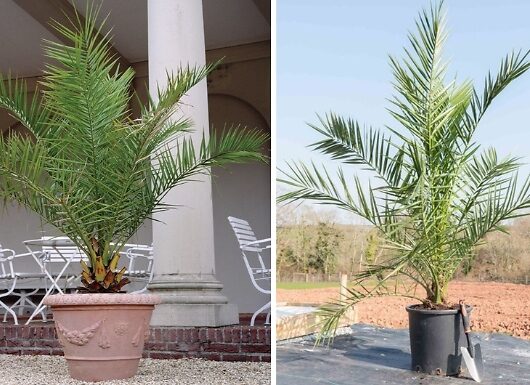 Phoenix Canary Island Palm Tree - 1, 2 or 3 Potted Plants!