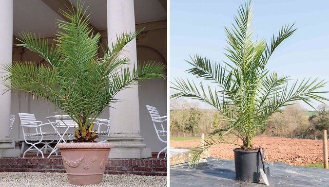 Phoenix Canary Island Palm Tree - 1, 2 or 3 Potted Plants!