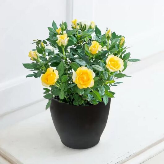 Yellow Rose Plant in a Pot